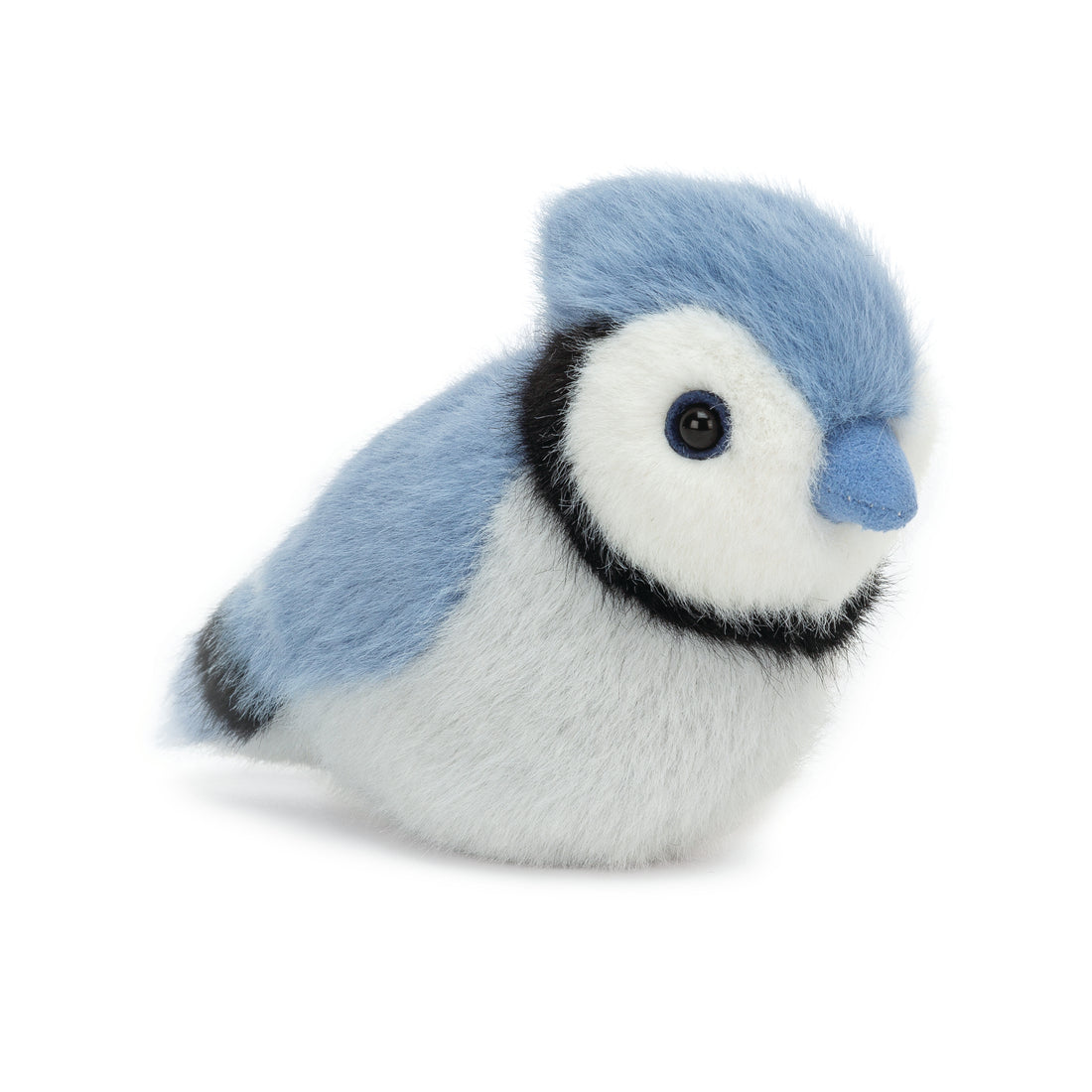 birdling blue jay