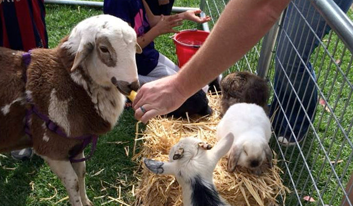 Poppy Petting Zoo at Brentwood November 14th