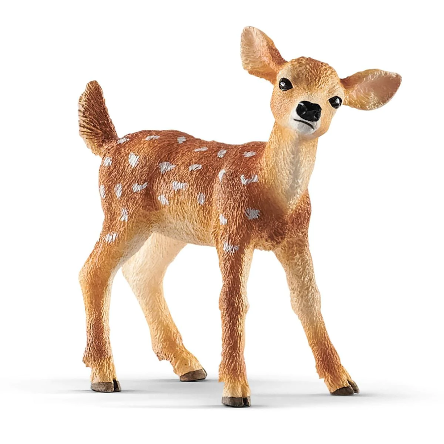 white-tailed fawn