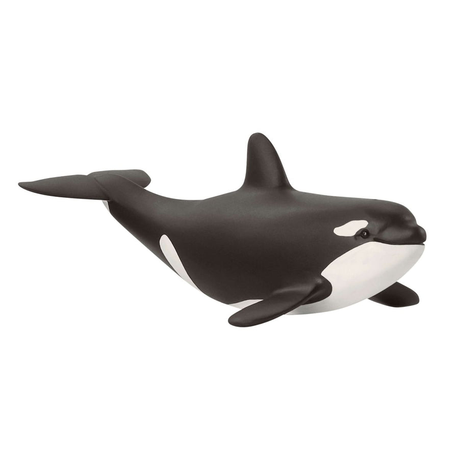 baby orca wild life