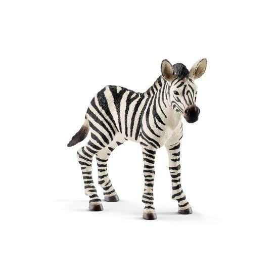 zebra foal