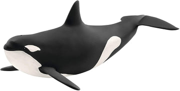 killer whale wild life