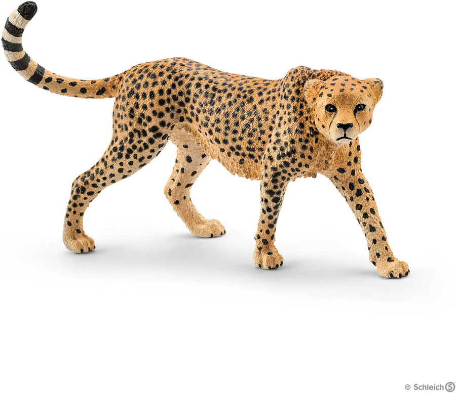 cheetah, female