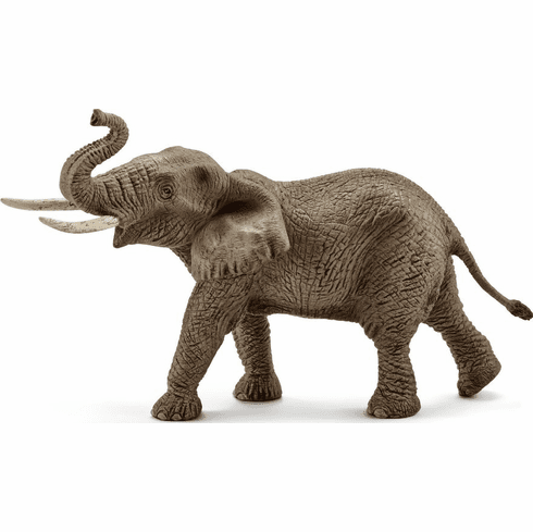 male african elephant